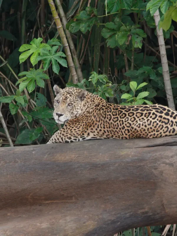 Port Manu Wildlife img