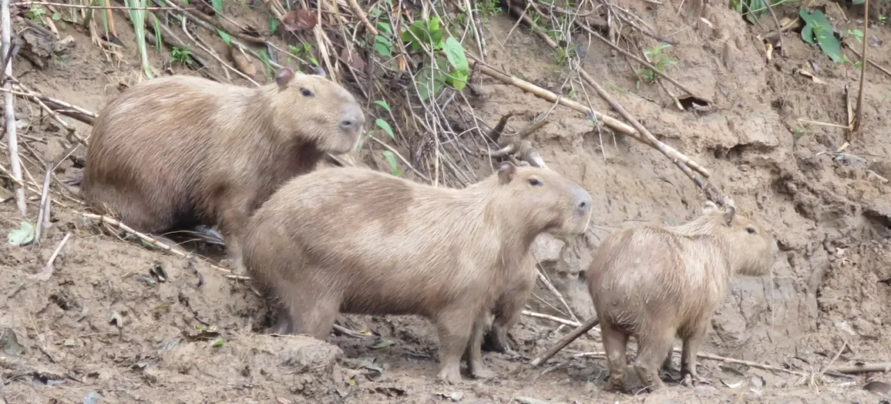 Capybara Nature & Culture