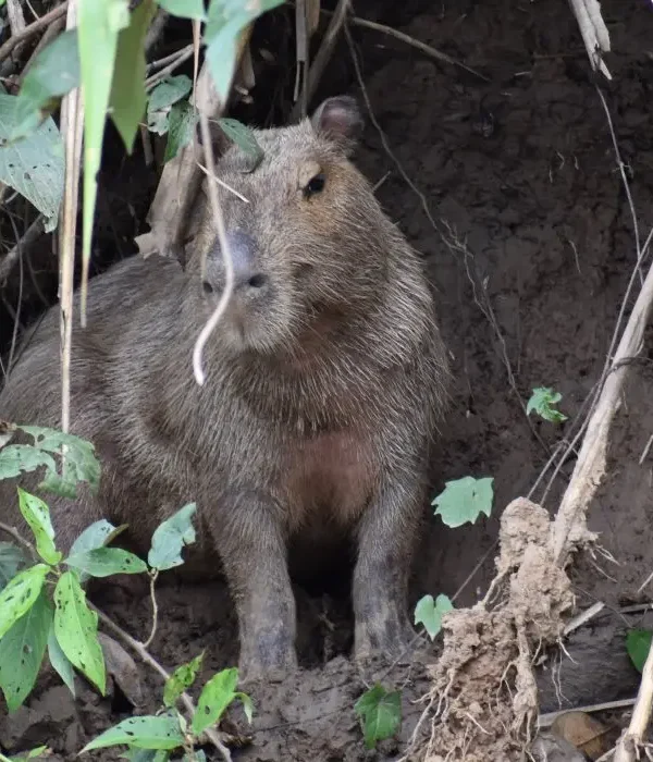 Capybara Nature and Culture