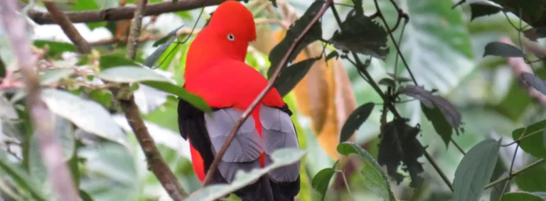 Nature and Culture Parrots