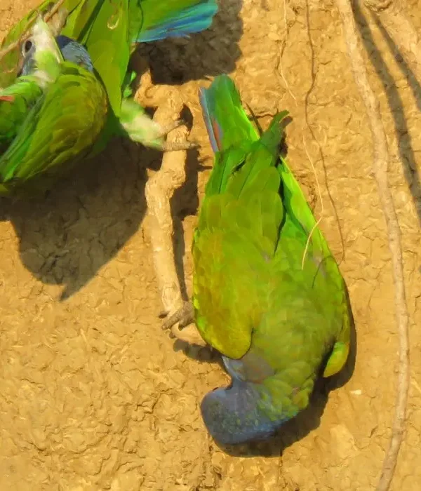 Parrots Clay Lick