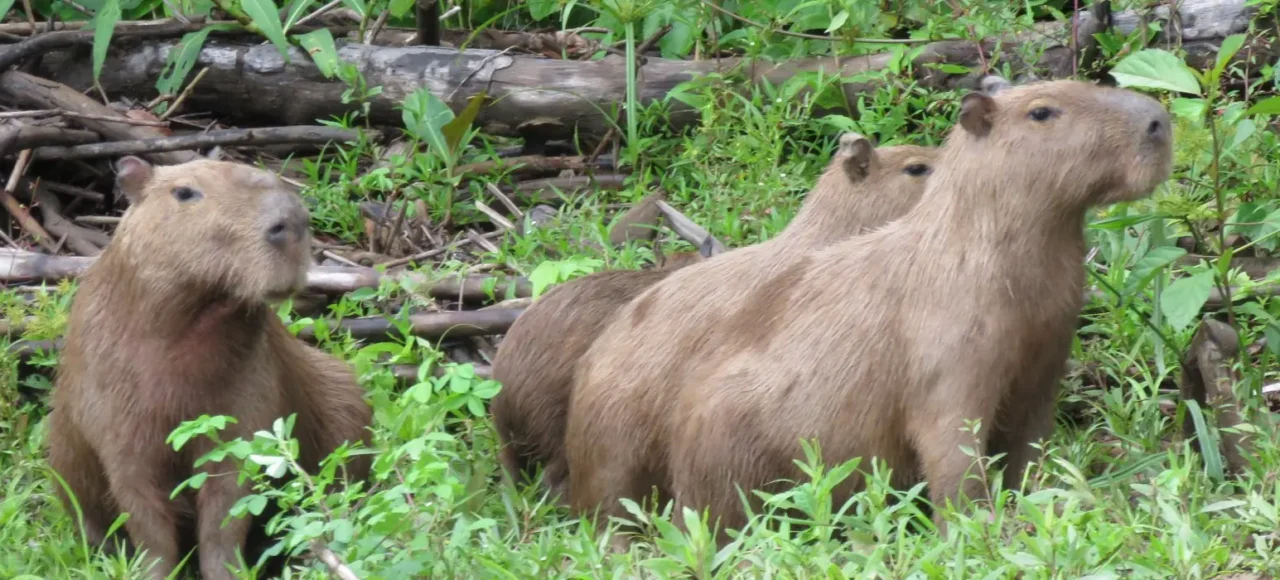 Capybara