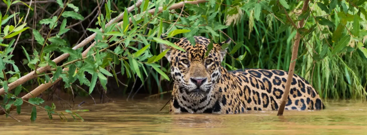 Ocelots