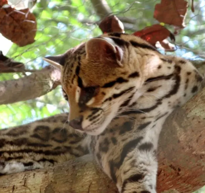 Ocelots