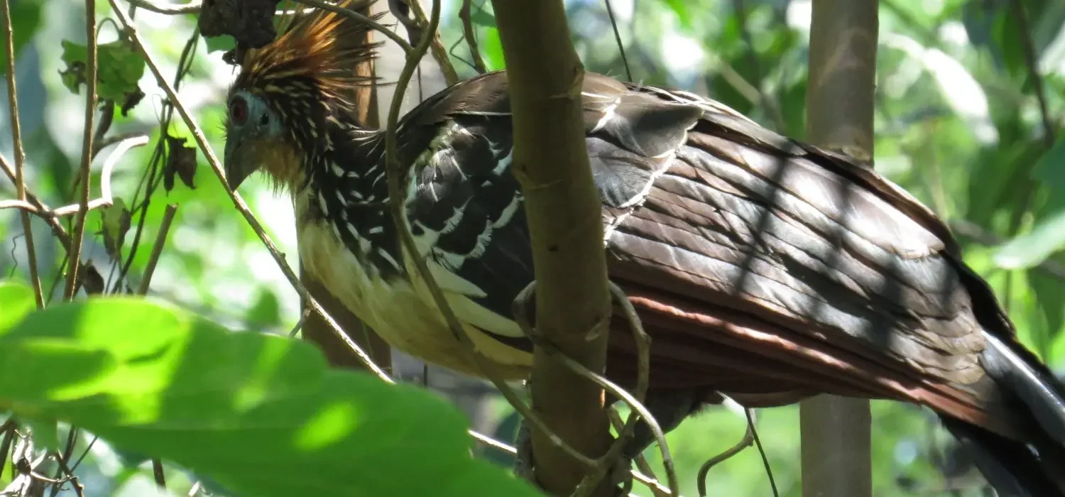 Parrot Clay Lick