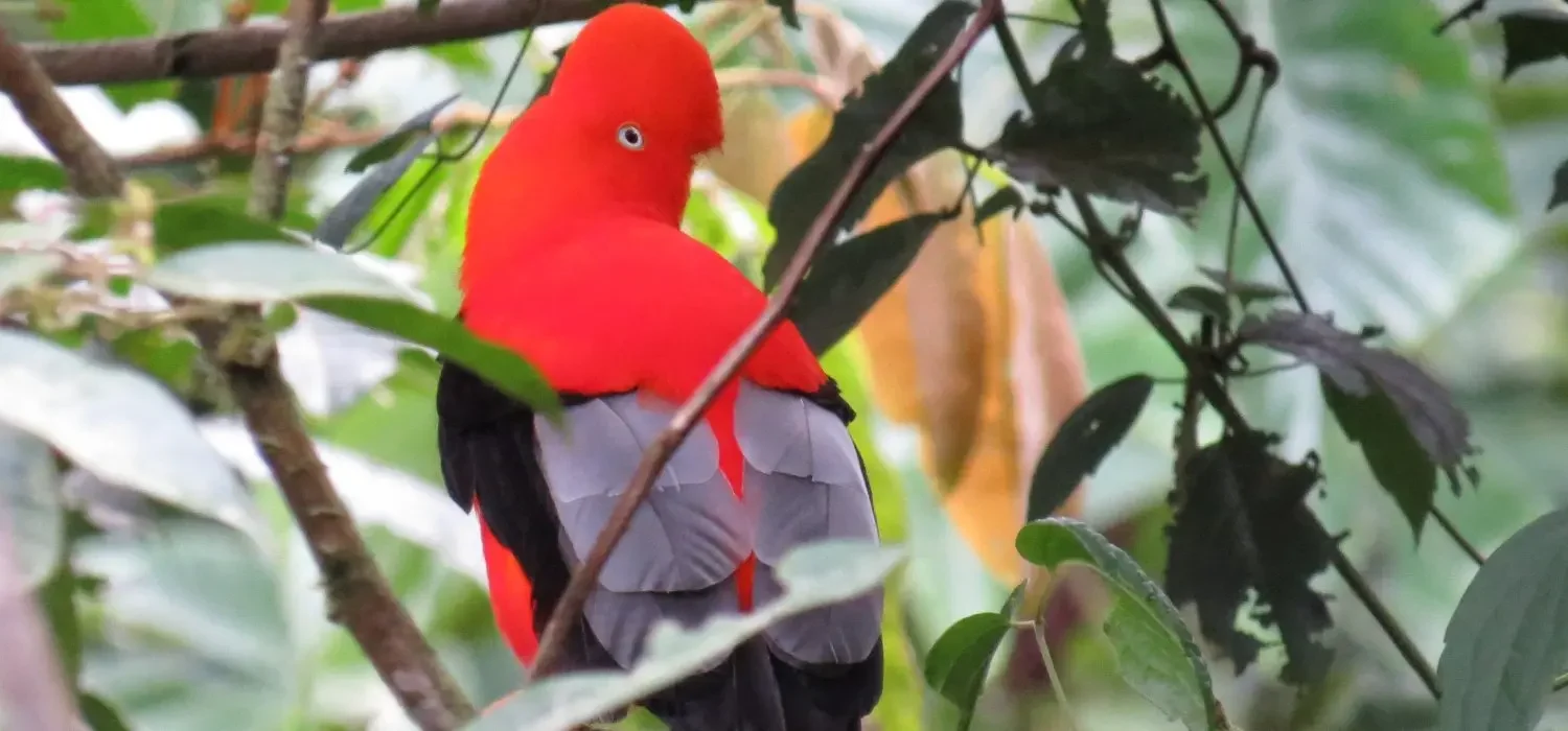 Parrot Clay Lick