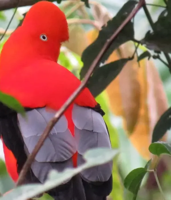Parrot Clay Lick