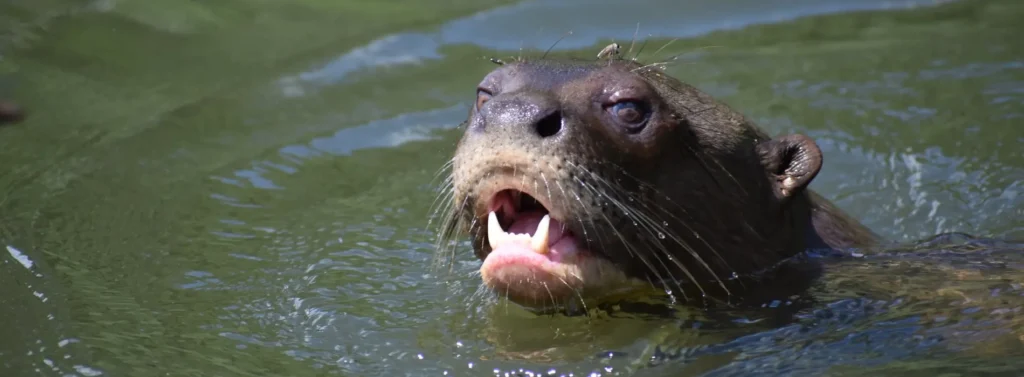 Giant Otters