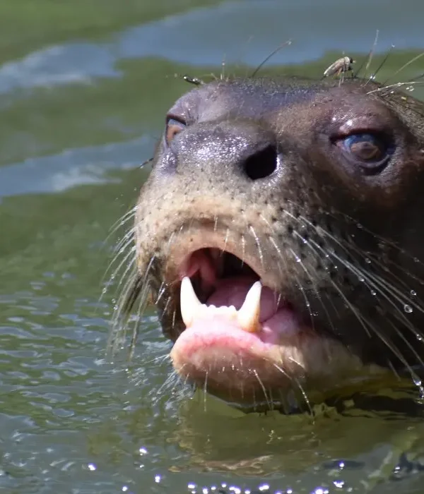Giant Otters
