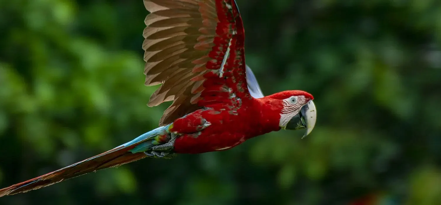 Parrot Clay Lick