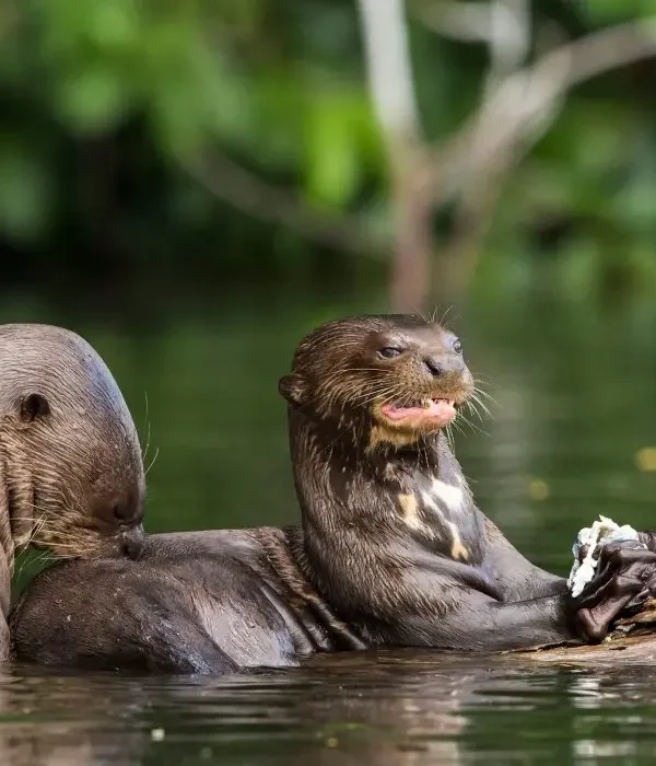 Giant Otters