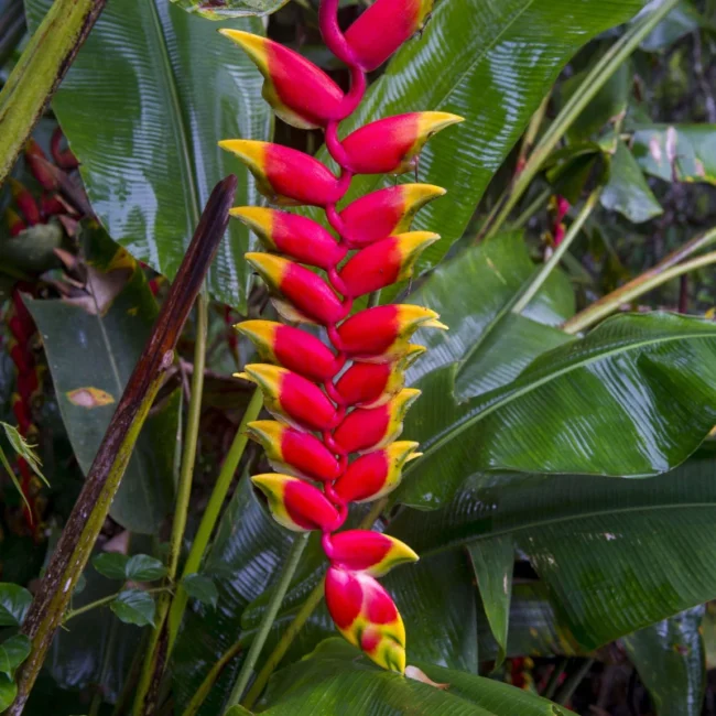 amazon rainforest plant