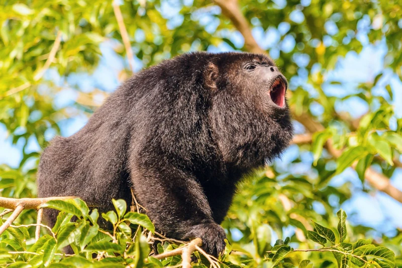 Unique Monkey Behaviors in the Amazon Rainforest - Manu