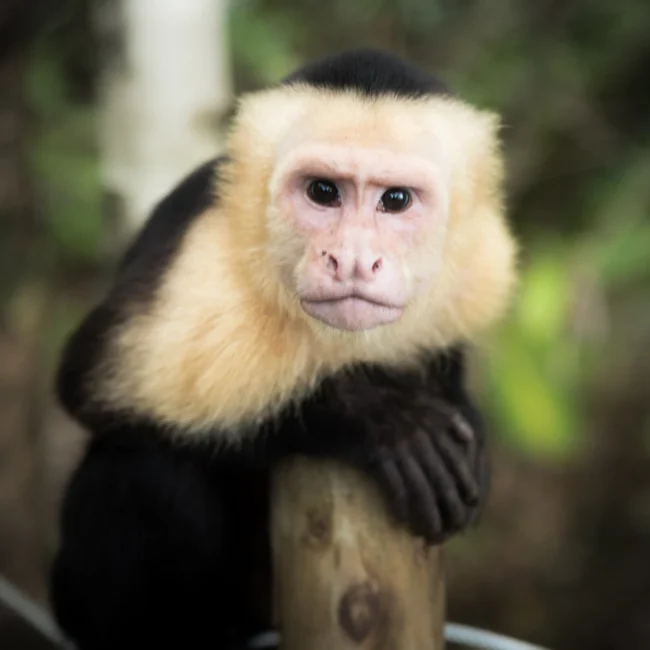amazonian mokeys