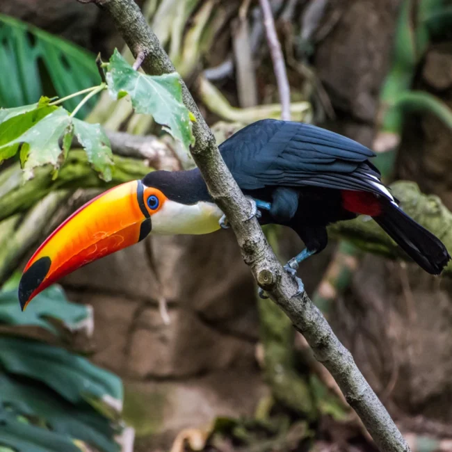 Amazon bird