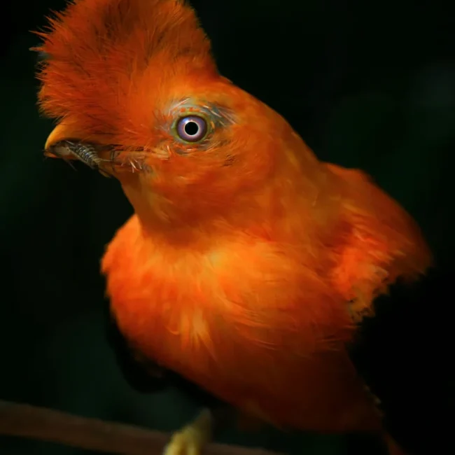 cock of the rock