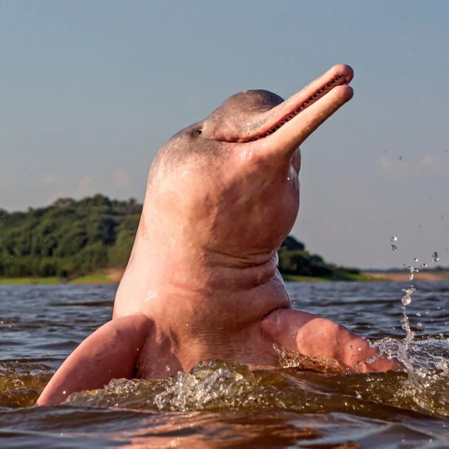 wildlife of manu