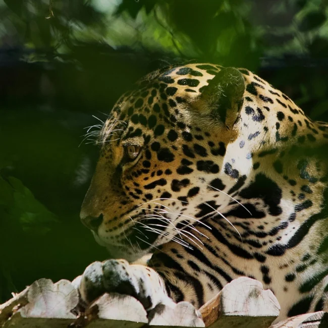 amazon jungle animals